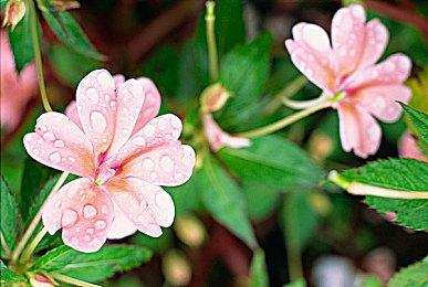 多家零售商上架《刺客信条：幻景》10月12日发货